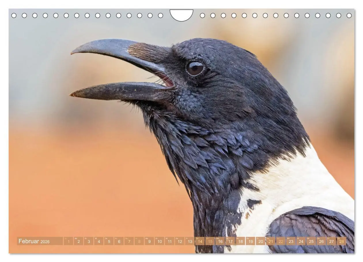 Bild: 9783457290088 | Rabenvögel: Schwarz, schlau, schön (Wandkalender 2026 DIN A4 quer),...