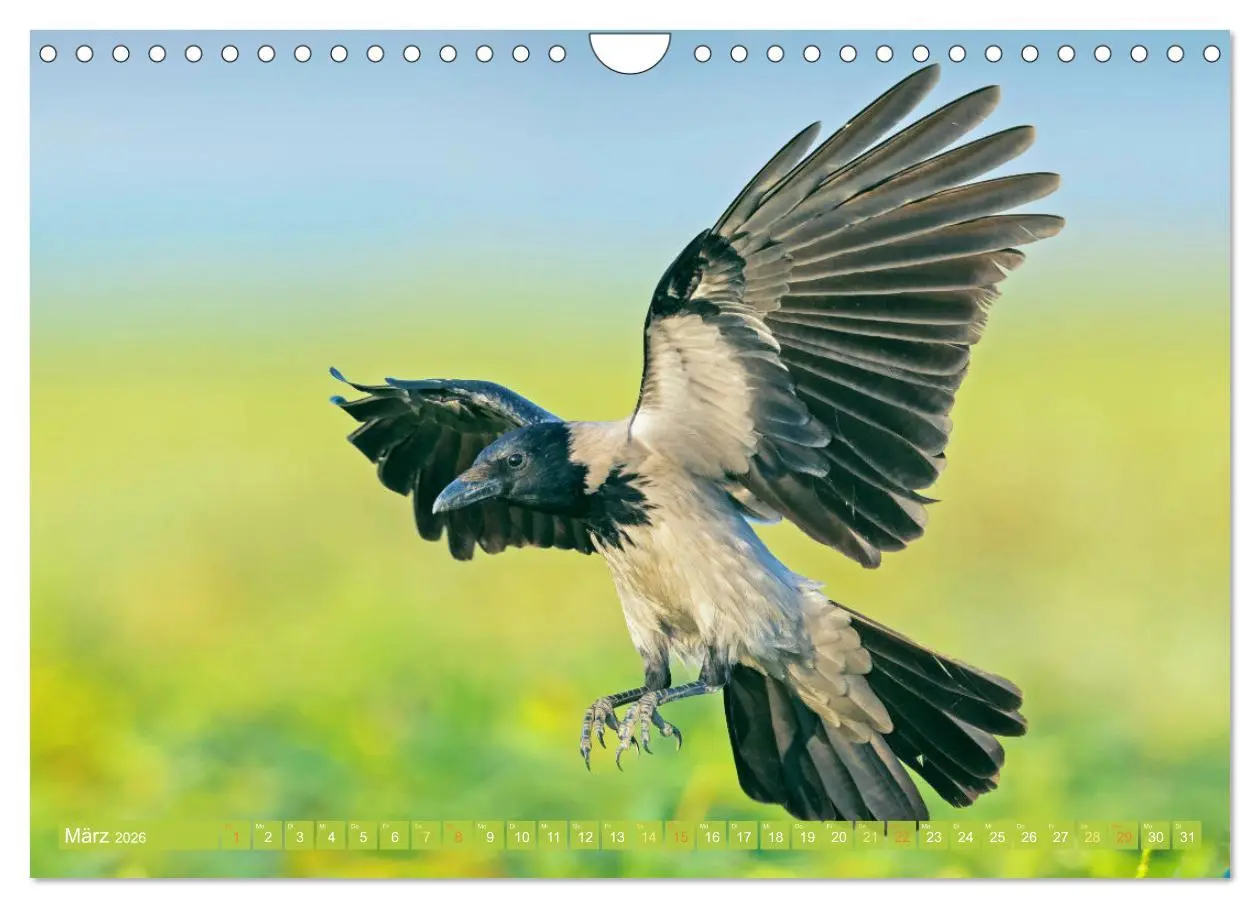 Bild: 9783457290088 | Rabenvögel: Schwarz, schlau, schön (Wandkalender 2026 DIN A4 quer),...