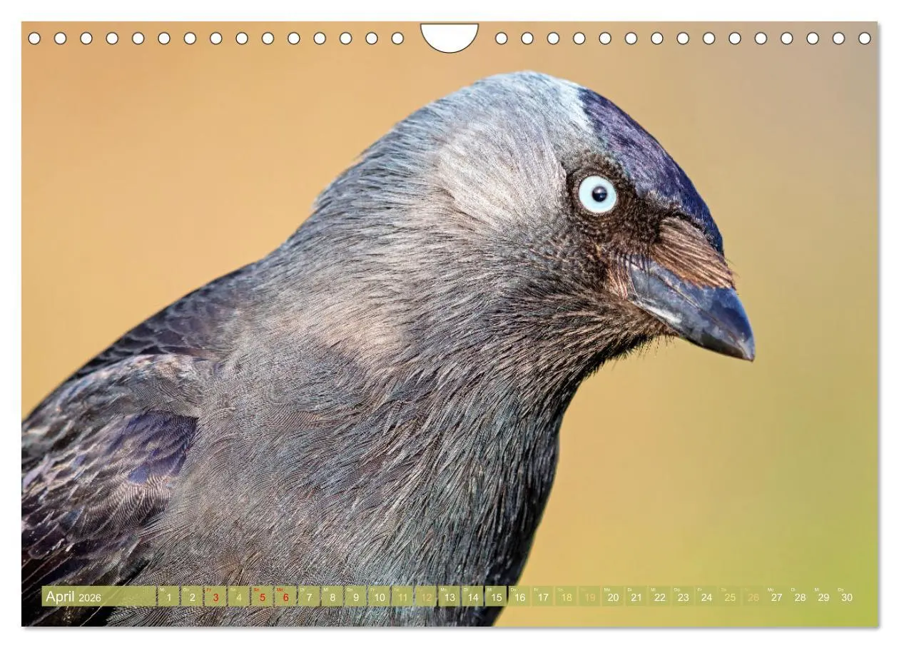 Bild: 9783457290088 | Rabenvögel: Schwarz, schlau, schön (Wandkalender 2026 DIN A4 quer),...