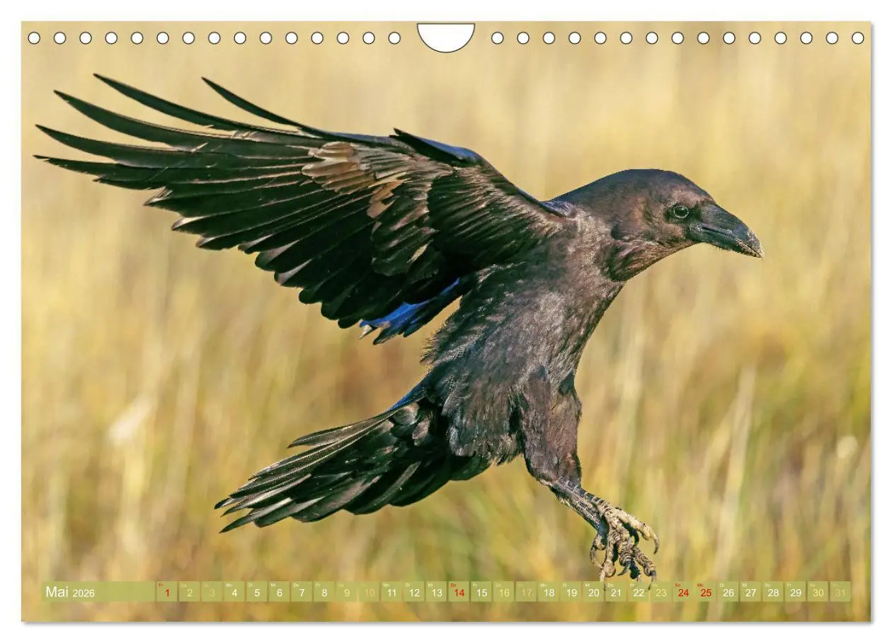 Bild: 9783457290088 | Rabenvögel: Schwarz, schlau, schön (Wandkalender 2026 DIN A4 quer),...