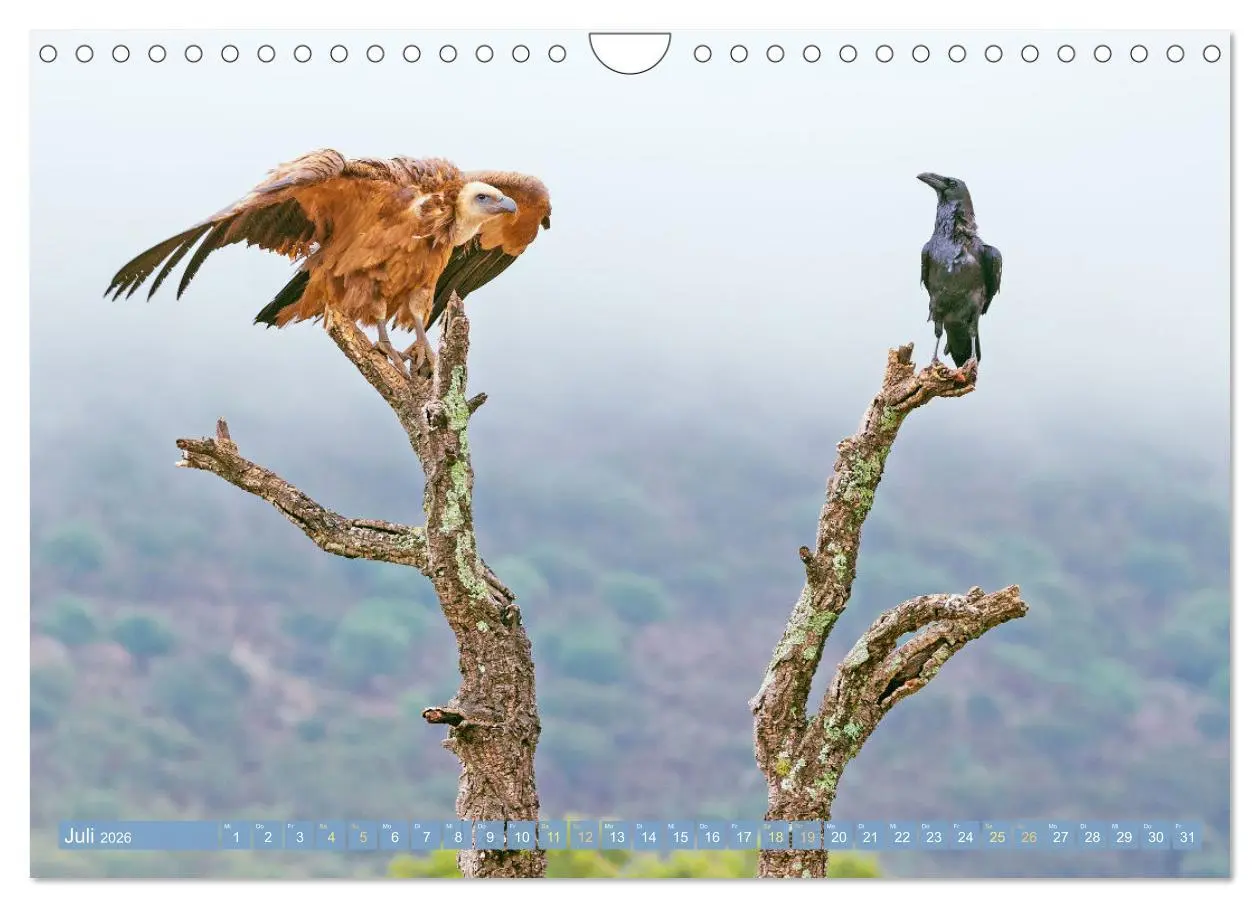 Bild: 9783457290088 | Rabenvögel: Schwarz, schlau, schön (Wandkalender 2026 DIN A4 quer),...