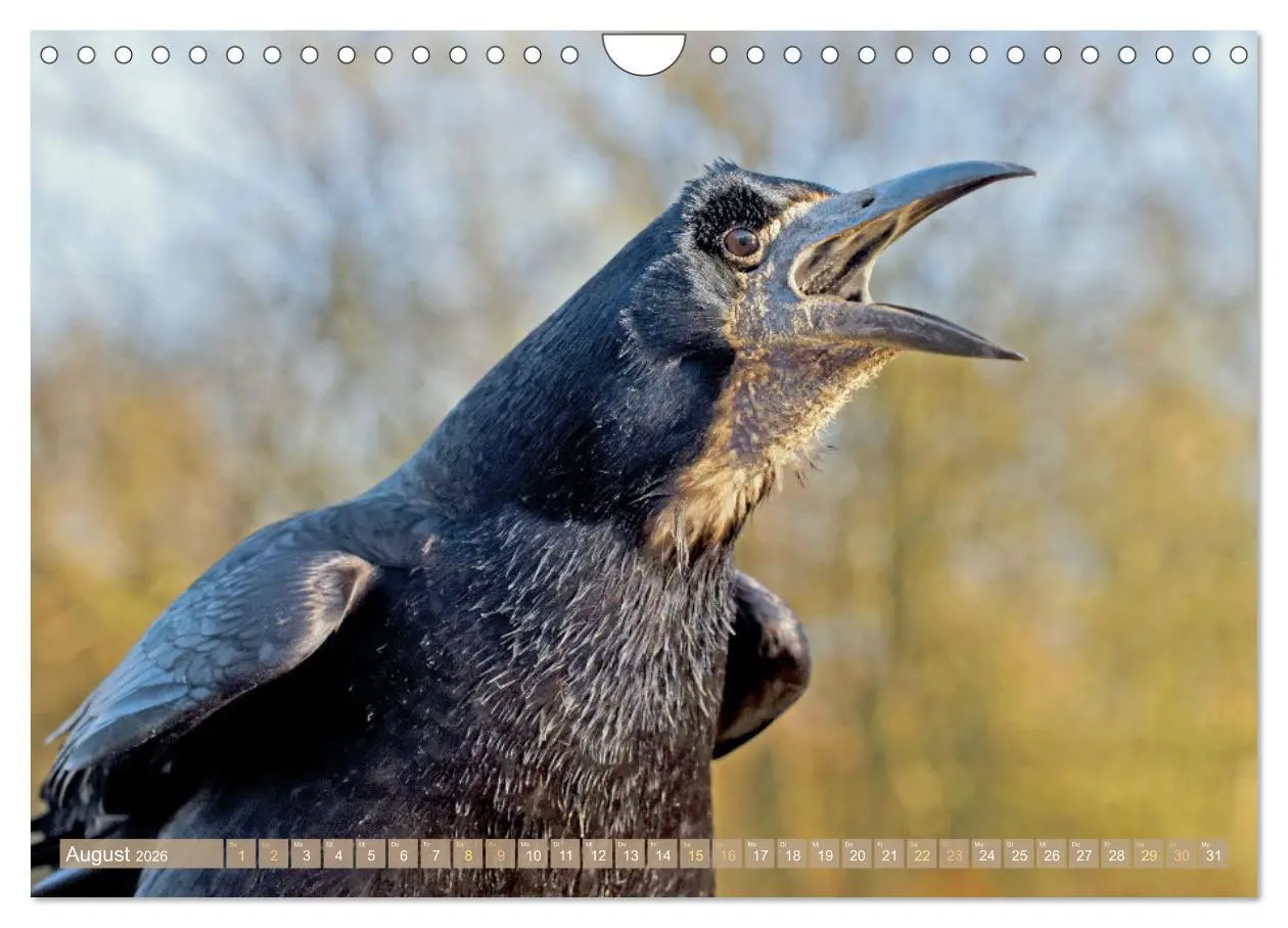 Bild: 9783457290088 | Rabenvögel: Schwarz, schlau, schön (Wandkalender 2026 DIN A4 quer),...