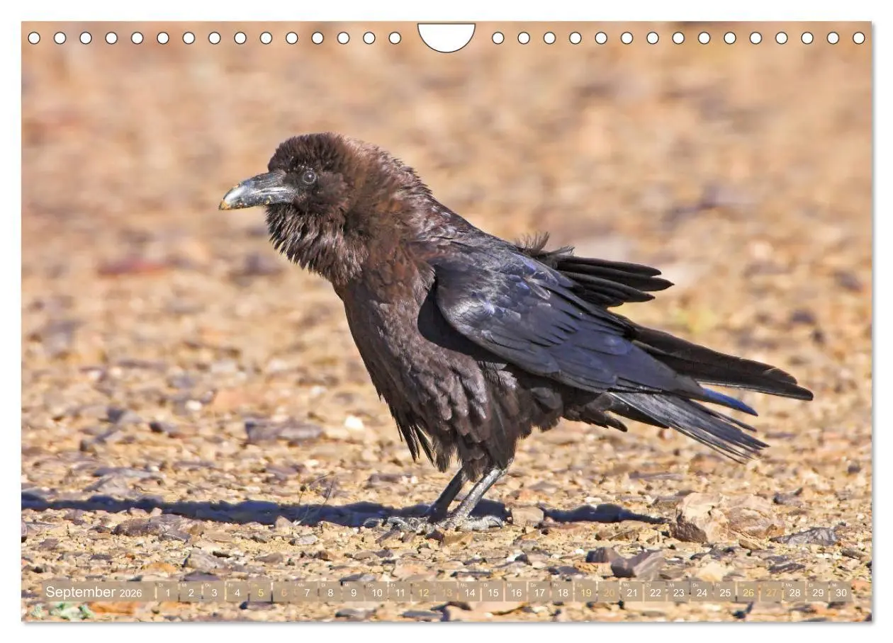Bild: 9783457290088 | Rabenvögel: Schwarz, schlau, schön (Wandkalender 2026 DIN A4 quer),...