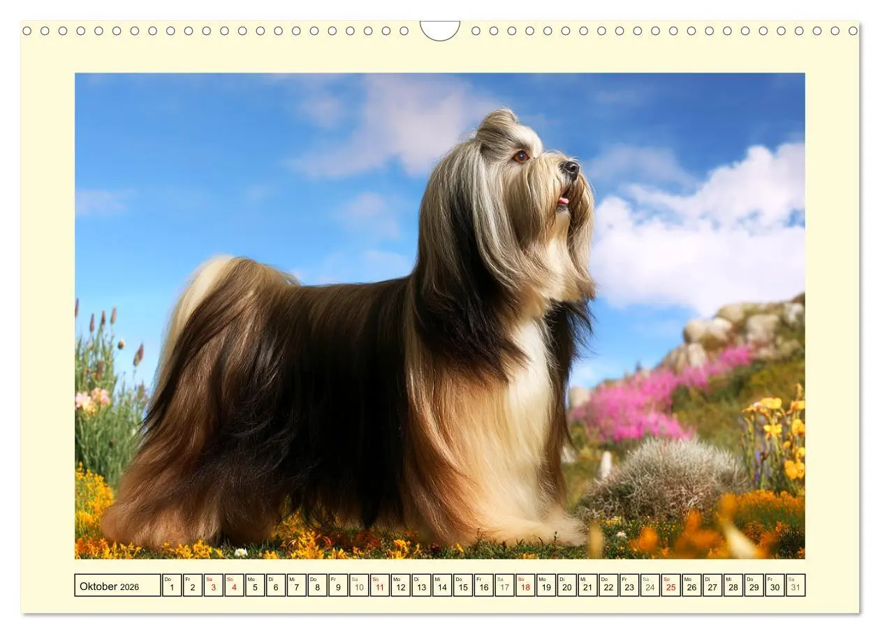 Bild: 9783457810088 | Lhasa Apso Charme. Die kleinen Hüter des Glücks (Wandkalender 2026...