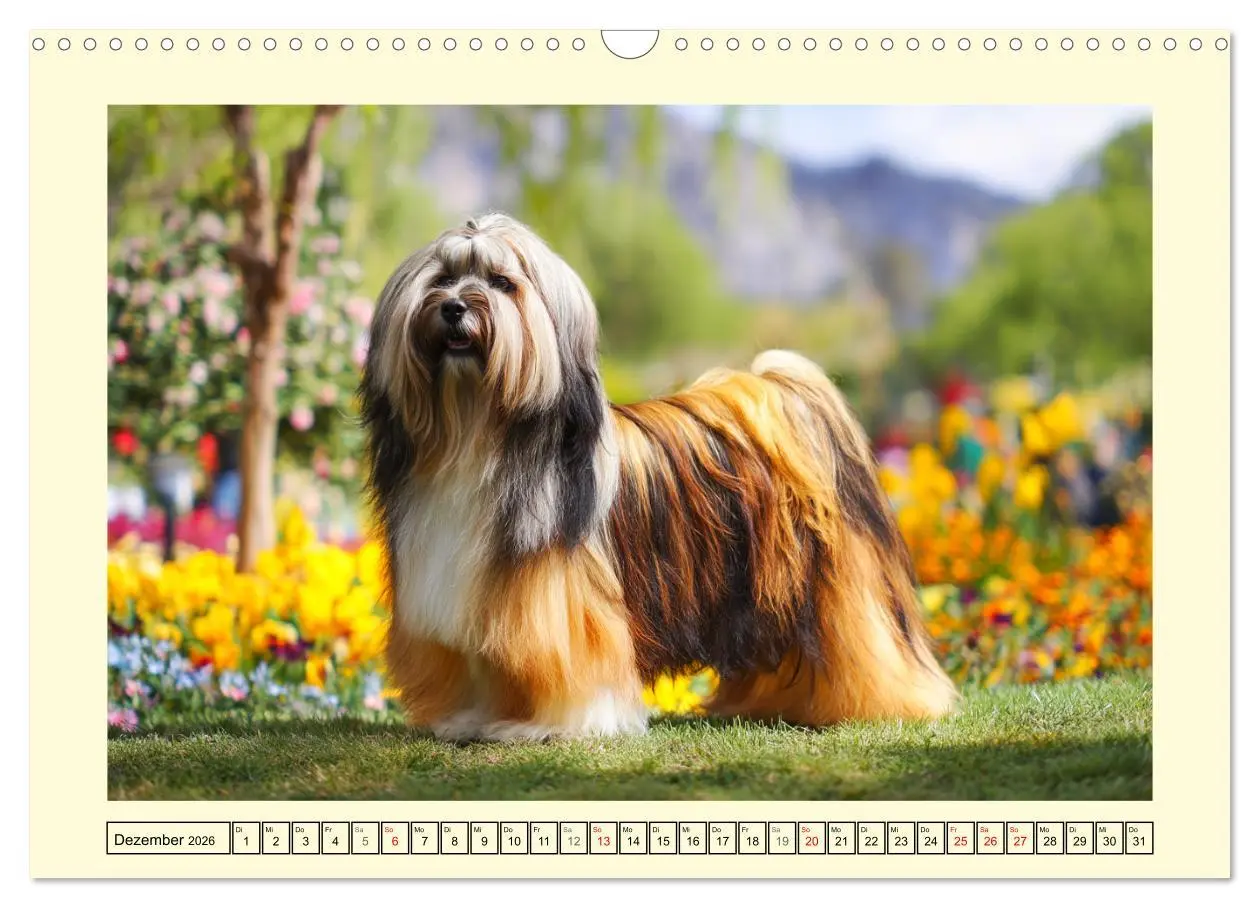 Bild: 9783457810088 | Lhasa Apso Charme. Die kleinen Hüter des Glücks (Wandkalender 2026...
