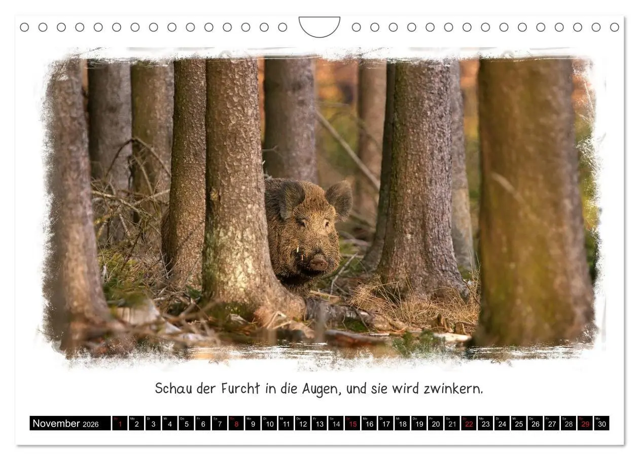 Bild: 9783516210088 | Tierisch witzig (Wandkalender 2026 DIN A4 quer), CALVENDO...