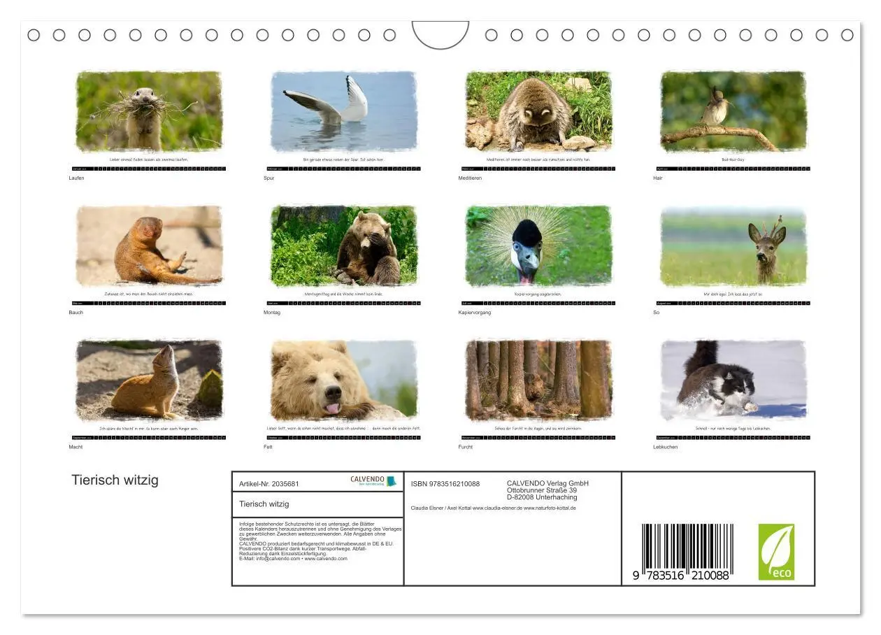 Bild: 9783516210088 | Tierisch witzig (Wandkalender 2026 DIN A4 quer), CALVENDO...