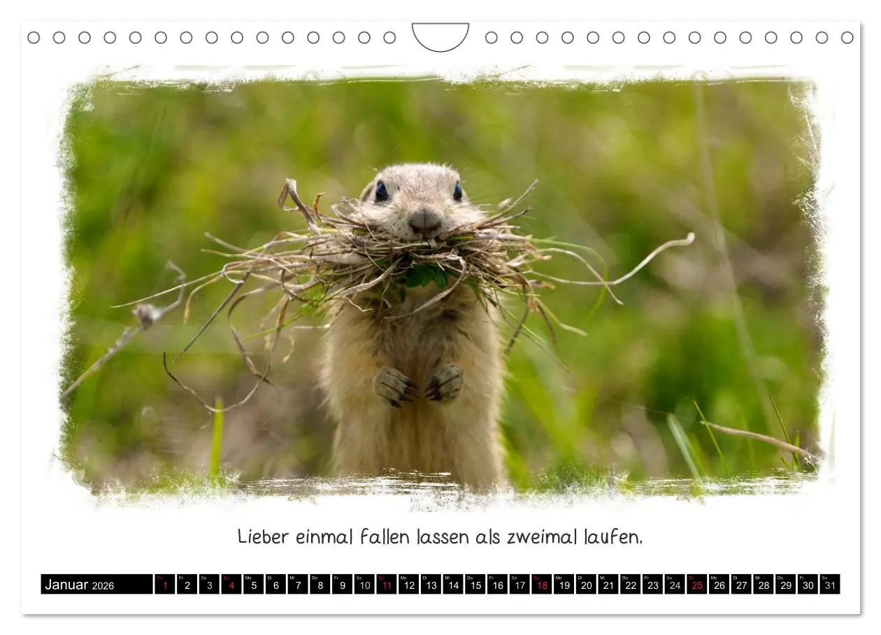 Bild: 9783516210088 | Tierisch witzig (Wandkalender 2026 DIN A4 quer), CALVENDO...