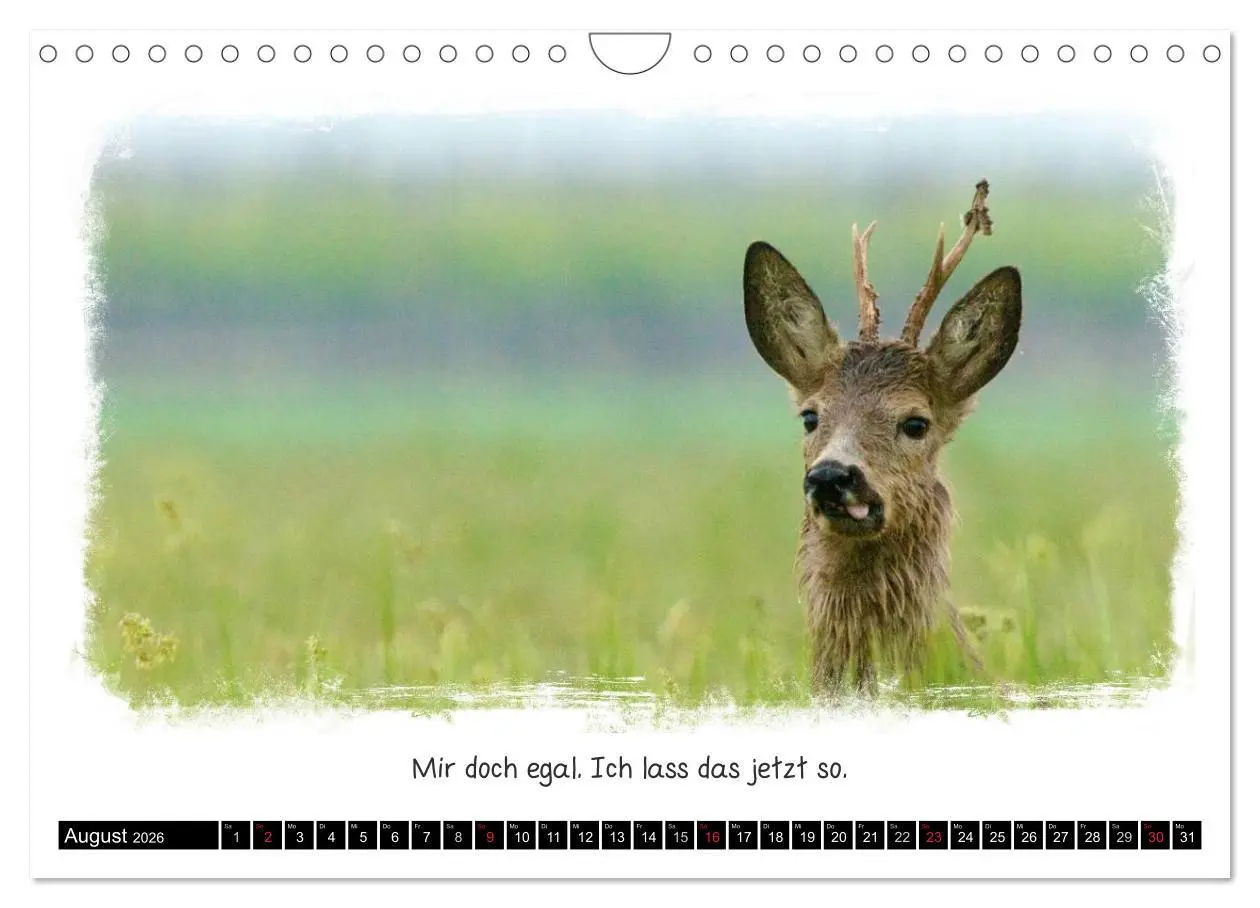 Bild: 9783516210088 | Tierisch witzig (Wandkalender 2026 DIN A4 quer), CALVENDO...