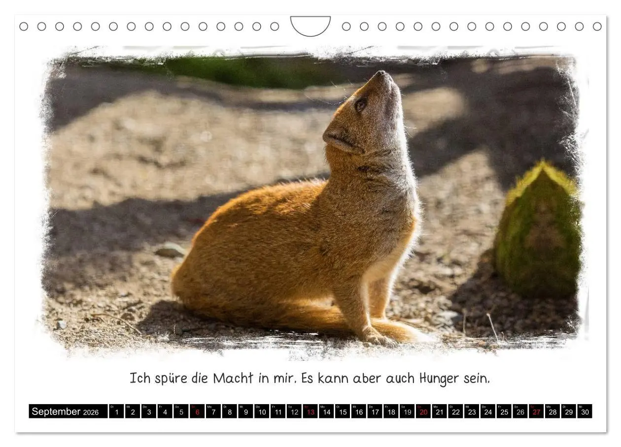 Bild: 9783516210088 | Tierisch witzig (Wandkalender 2026 DIN A4 quer), CALVENDO...