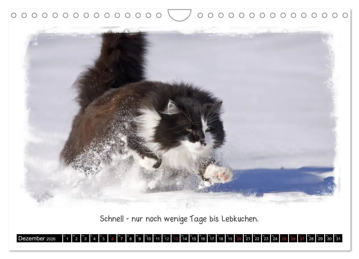 Bild: 9783516210088 | Tierisch witzig (Wandkalender 2026 DIN A4 quer), CALVENDO...