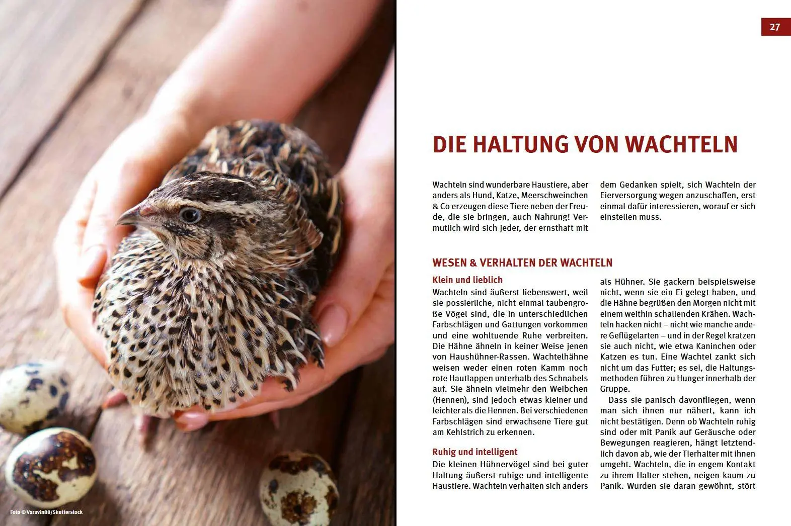 Bild: 9783702020088 | Wachteln | Artgerechte Hobbyhaltung in Garten und Wohnung | Hasskerl