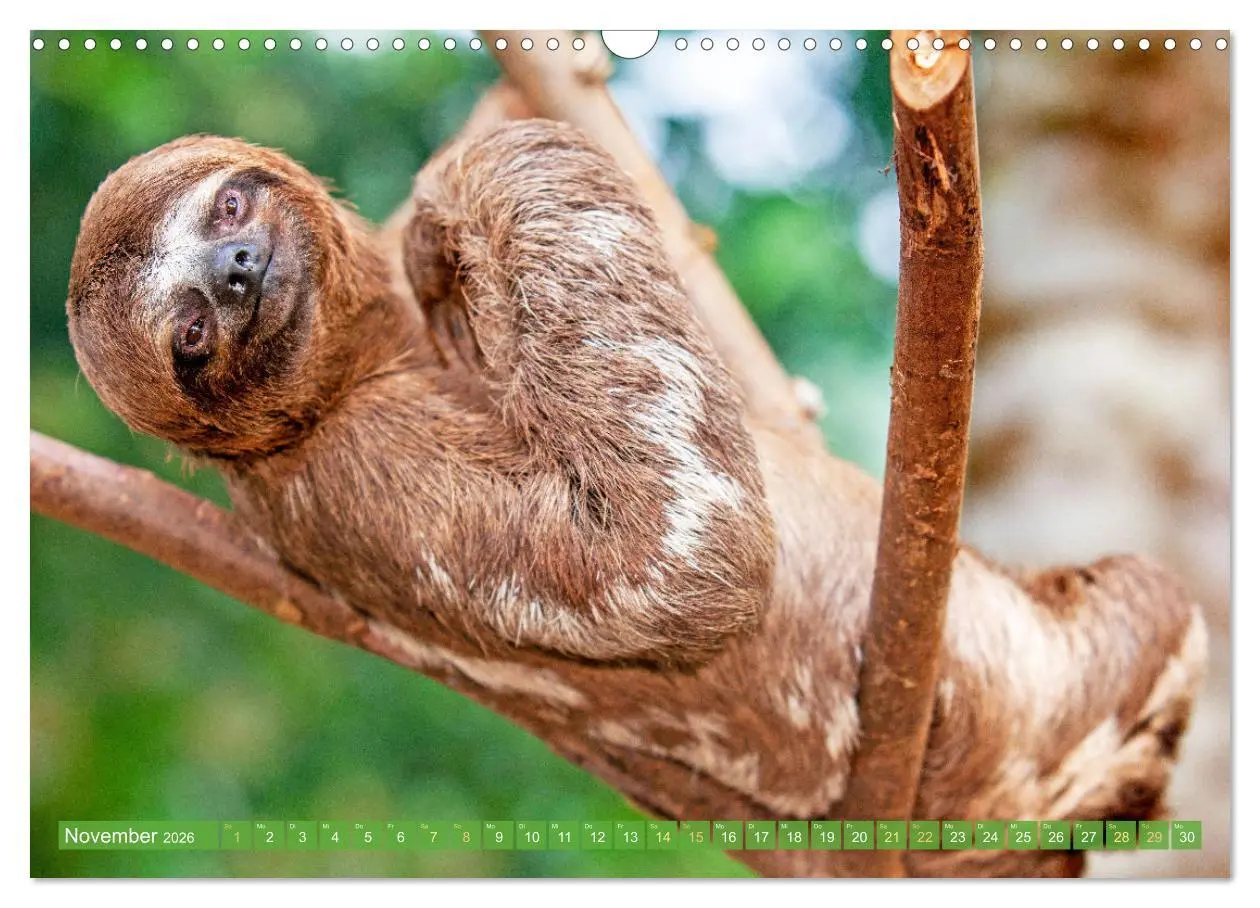 Bild: 9783457280188 | Der Amazonas: von den Anden zum Atlantik (Wandkalender 2026 DIN A3...