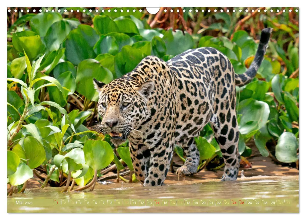 Bild: 9783457280188 | Der Amazonas: von den Anden zum Atlantik (Wandkalender 2026 DIN A3...