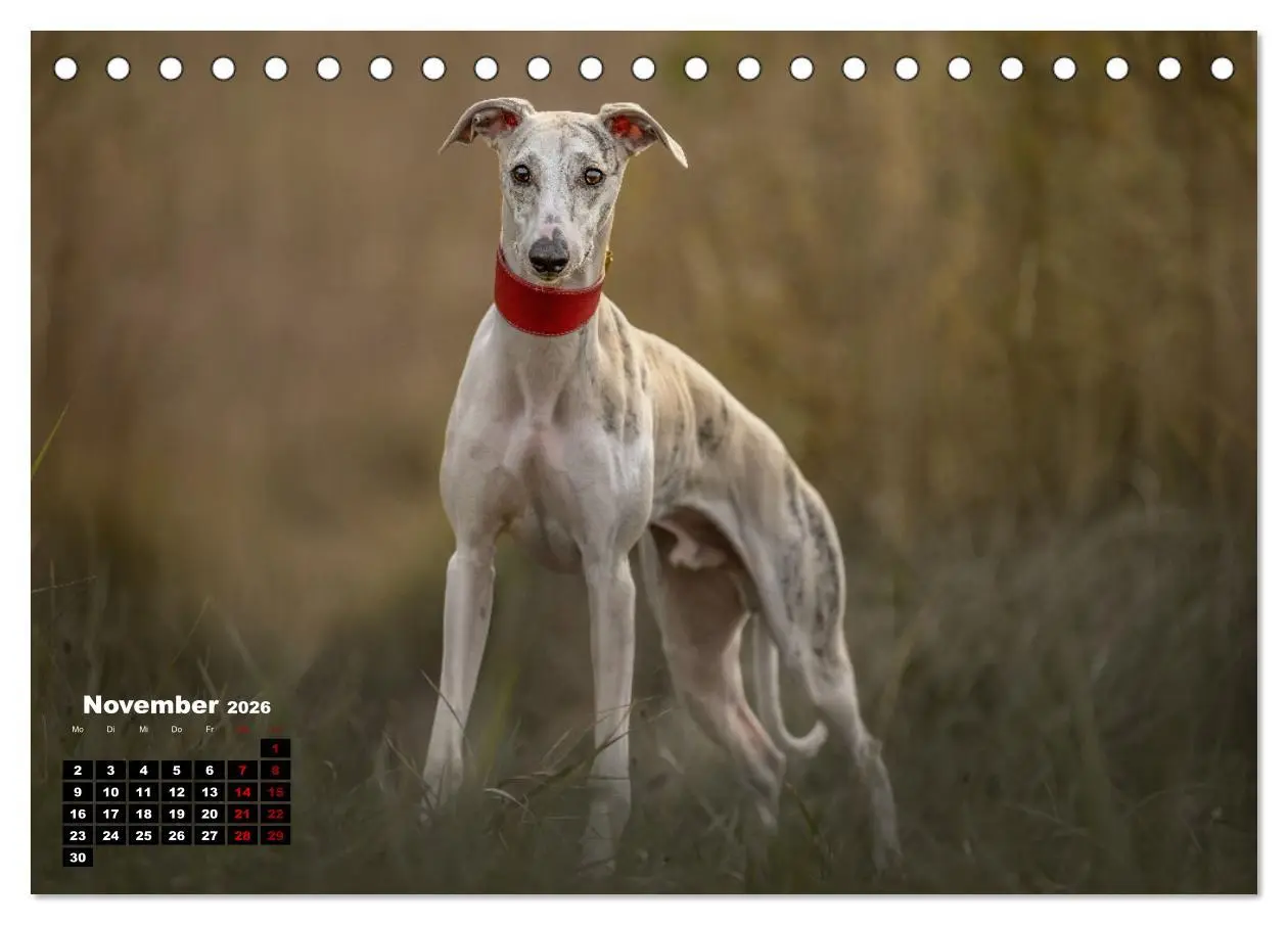 Bild: 9783457590188 | WHIPPETS - SCHNELL UND SCHÖN (Tischkalender 2026 DIN A5 quer),...
