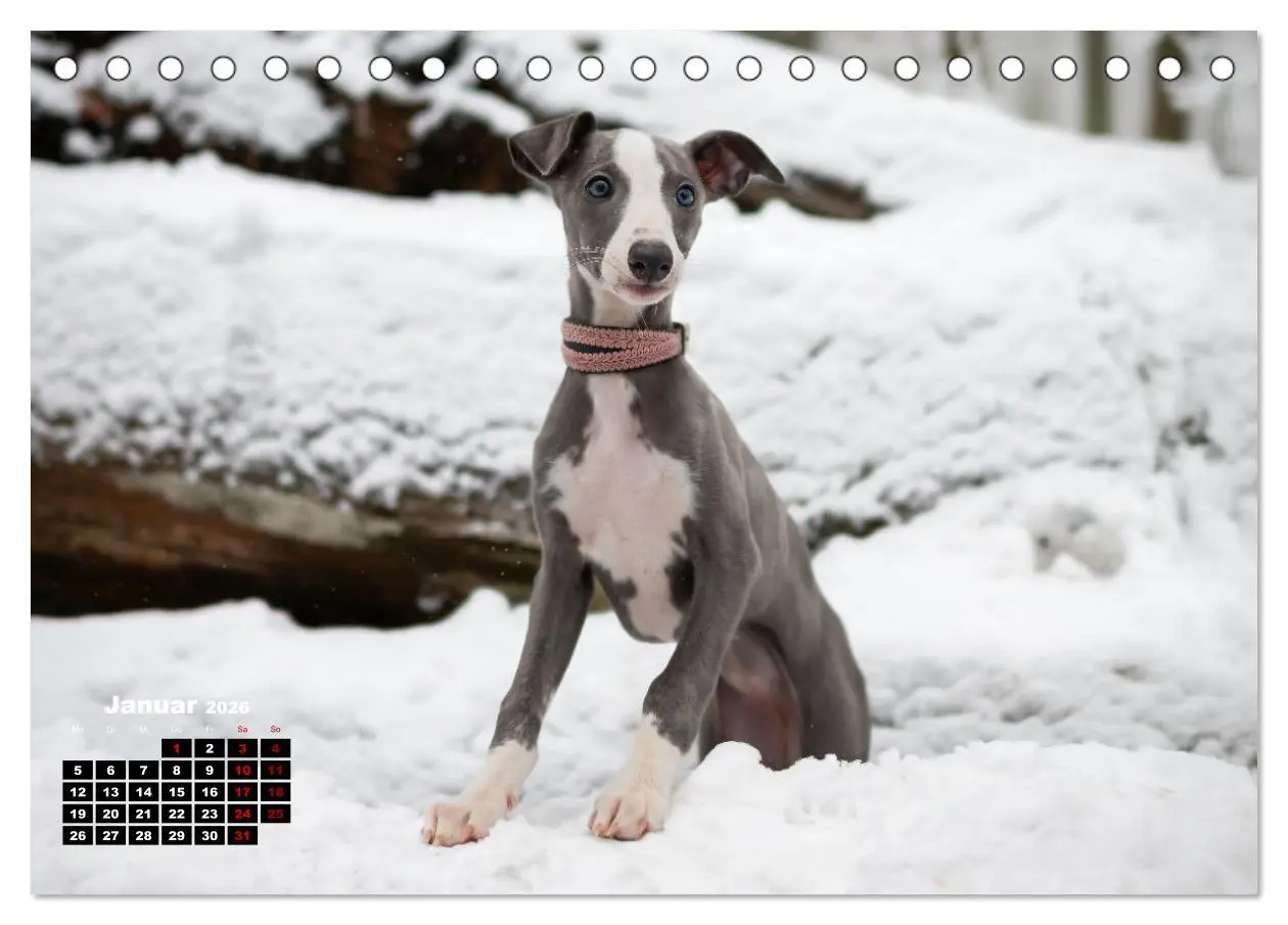 Bild: 9783457590188 | WHIPPETS - SCHNELL UND SCHÖN (Tischkalender 2026 DIN A5 quer),...