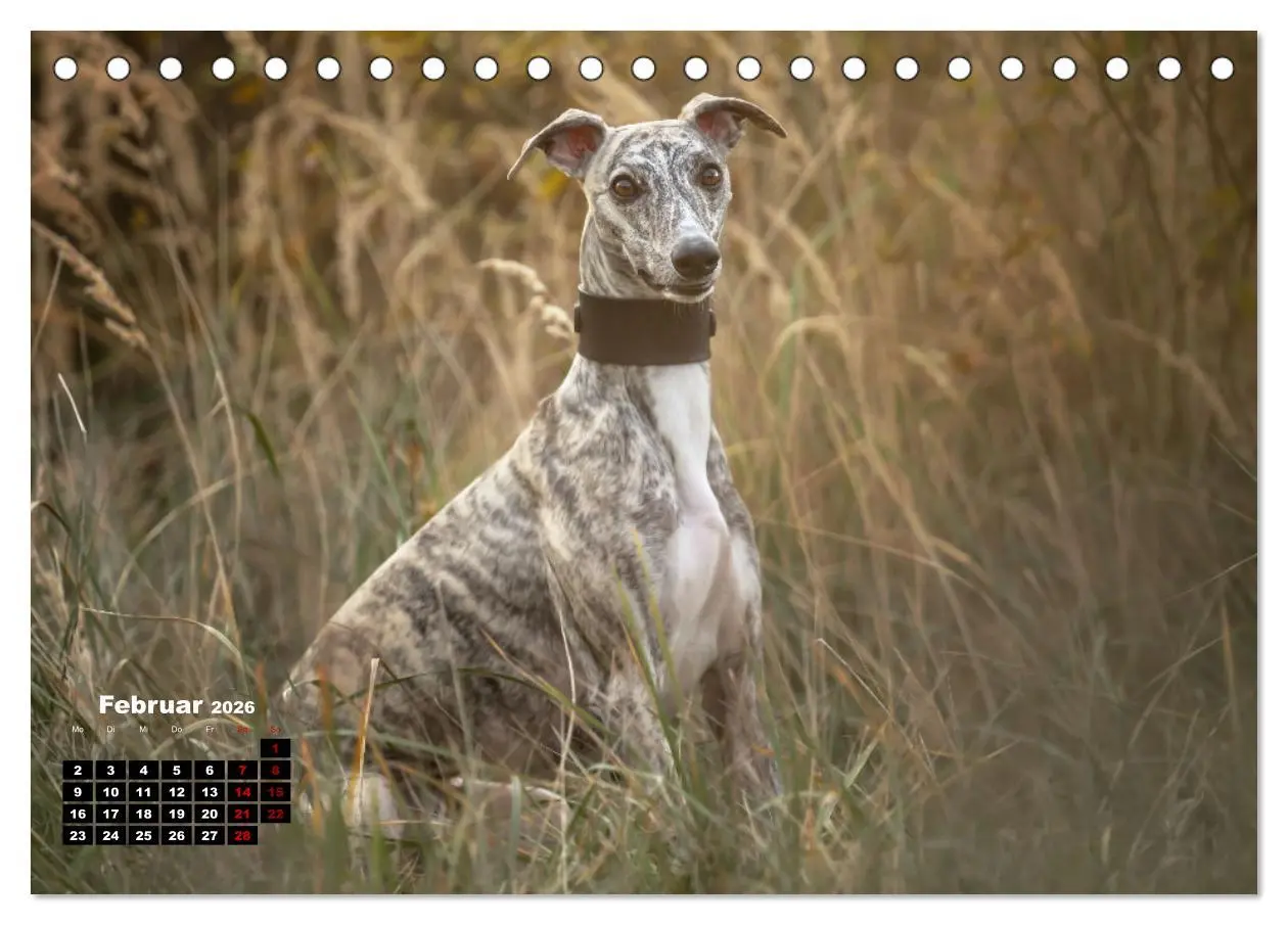 Bild: 9783457590188 | WHIPPETS - SCHNELL UND SCHÖN (Tischkalender 2026 DIN A5 quer),...