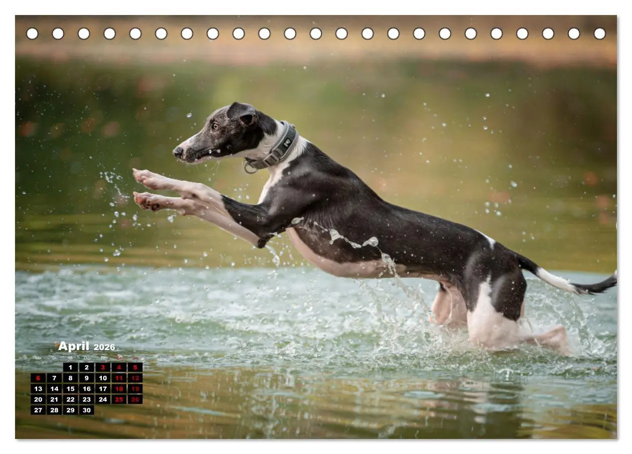 Bild: 9783457590188 | WHIPPETS - SCHNELL UND SCHÖN (Tischkalender 2026 DIN A5 quer),...