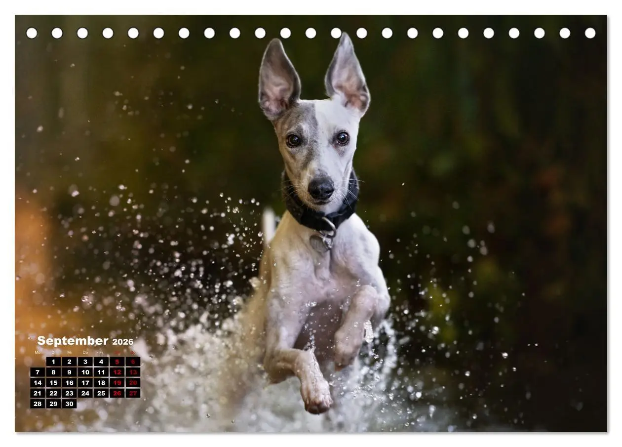 Bild: 9783457590188 | WHIPPETS - SCHNELL UND SCHÖN (Tischkalender 2026 DIN A5 quer),...