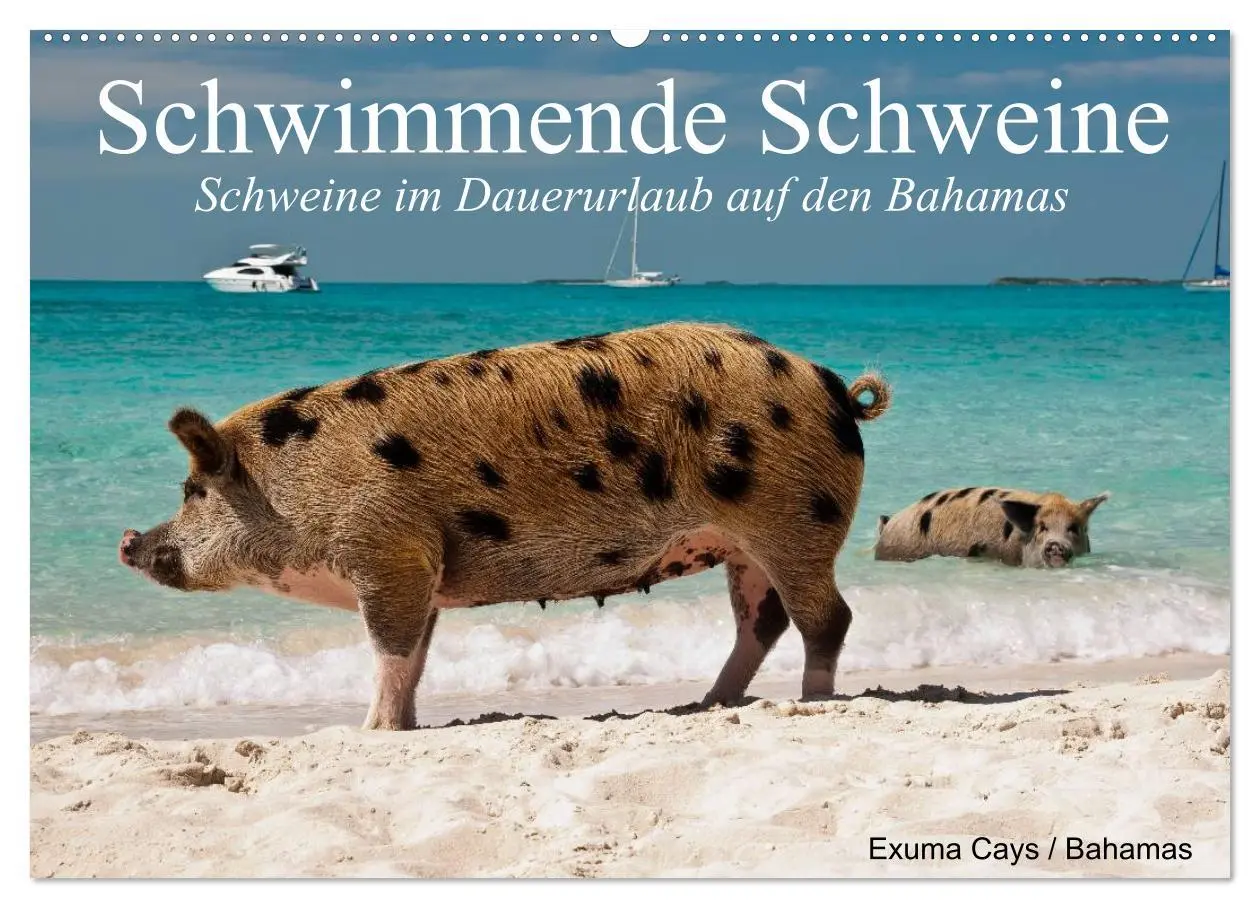 Cover: 9783457970188 | Schwimmende Schweine (Wandkalender 2026 DIN A2 quer), CALVENDO...