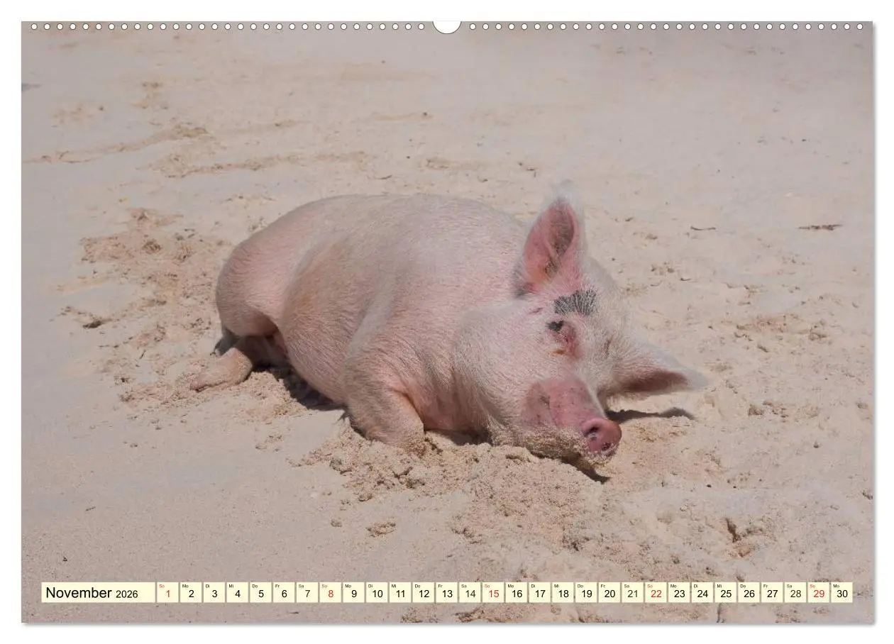 Bild: 9783457970188 | Schwimmende Schweine (Wandkalender 2026 DIN A2 quer), CALVENDO...