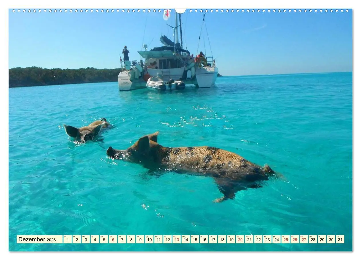 Bild: 9783457970188 | Schwimmende Schweine (Wandkalender 2026 DIN A2 quer), CALVENDO...