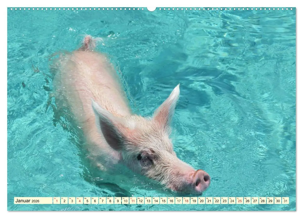 Bild: 9783457970188 | Schwimmende Schweine (Wandkalender 2026 DIN A2 quer), CALVENDO...