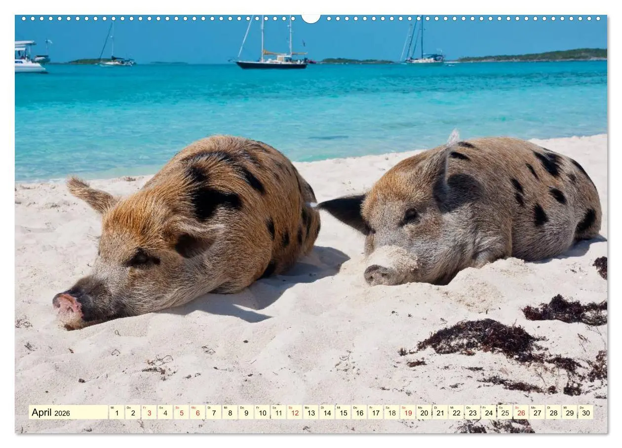 Bild: 9783457970188 | Schwimmende Schweine (Wandkalender 2026 DIN A2 quer), CALVENDO...