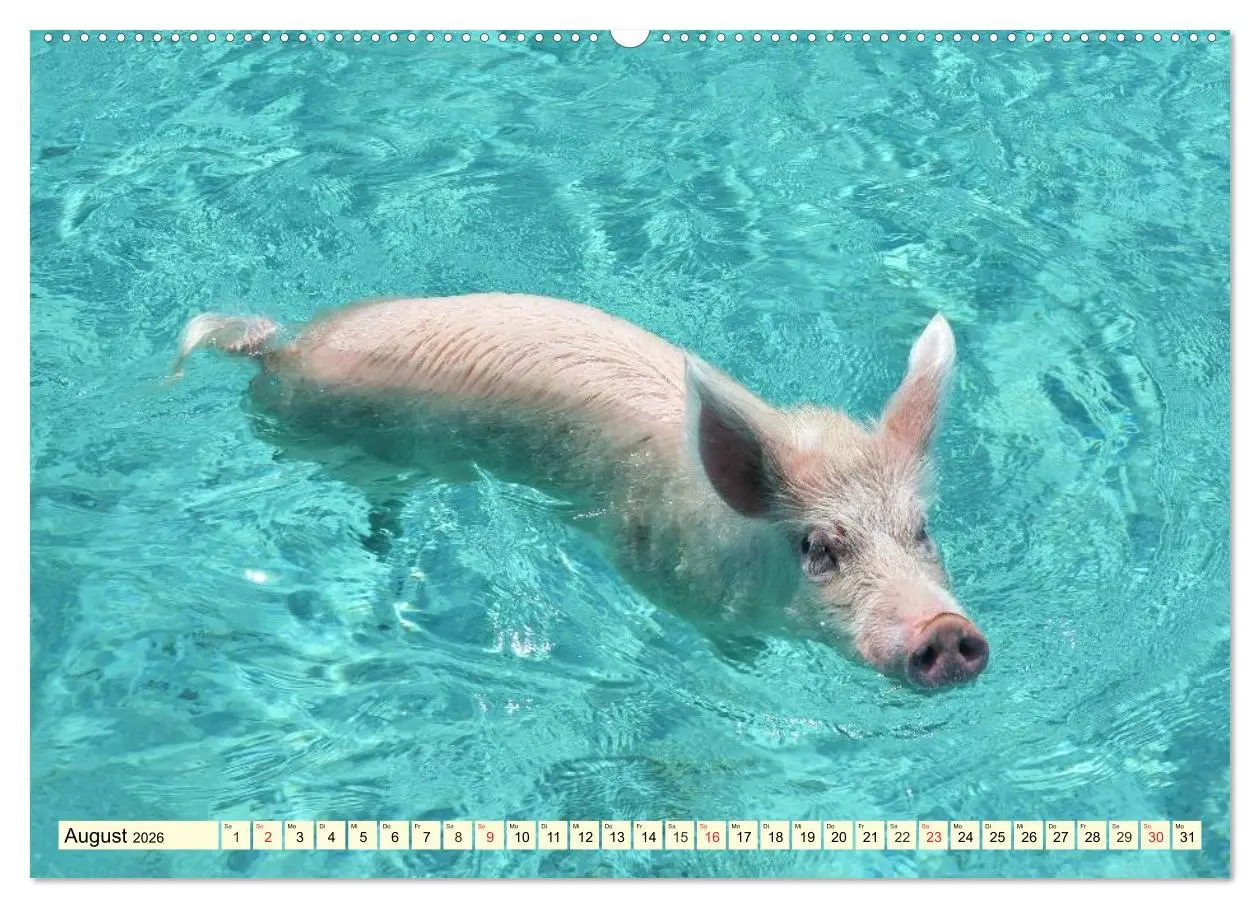 Bild: 9783457970188 | Schwimmende Schweine (Wandkalender 2026 DIN A2 quer), CALVENDO...