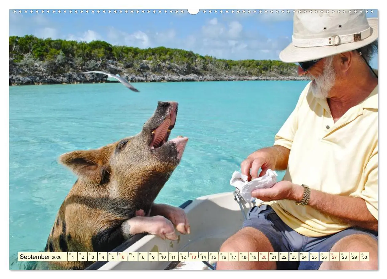 Bild: 9783457970188 | Schwimmende Schweine (Wandkalender 2026 DIN A2 quer), CALVENDO...