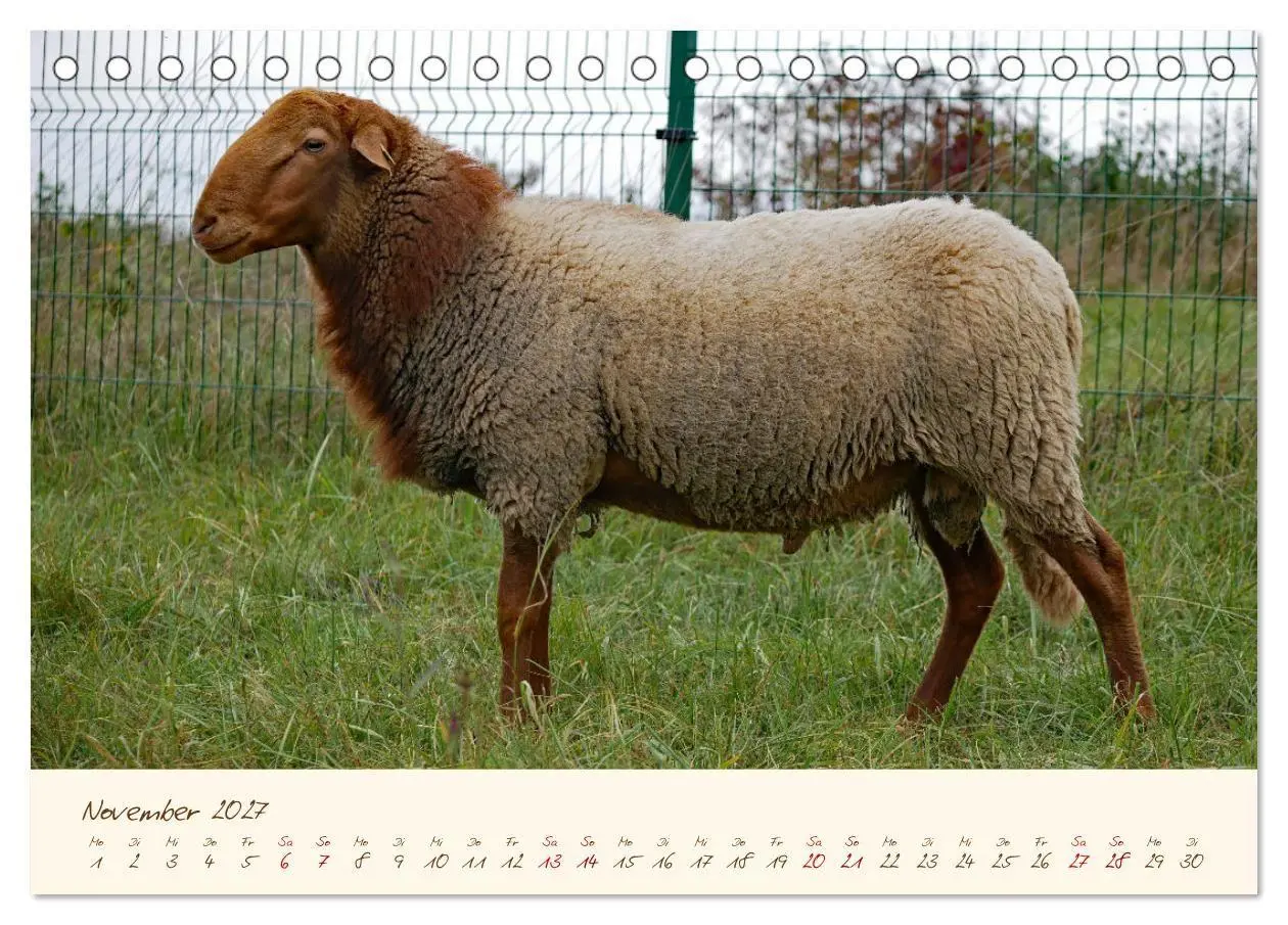 Bild: 9783569600188 | Coburger Fuchsschaf (Tischkalender 2027 DIN A5 quer), CALVENDO...
