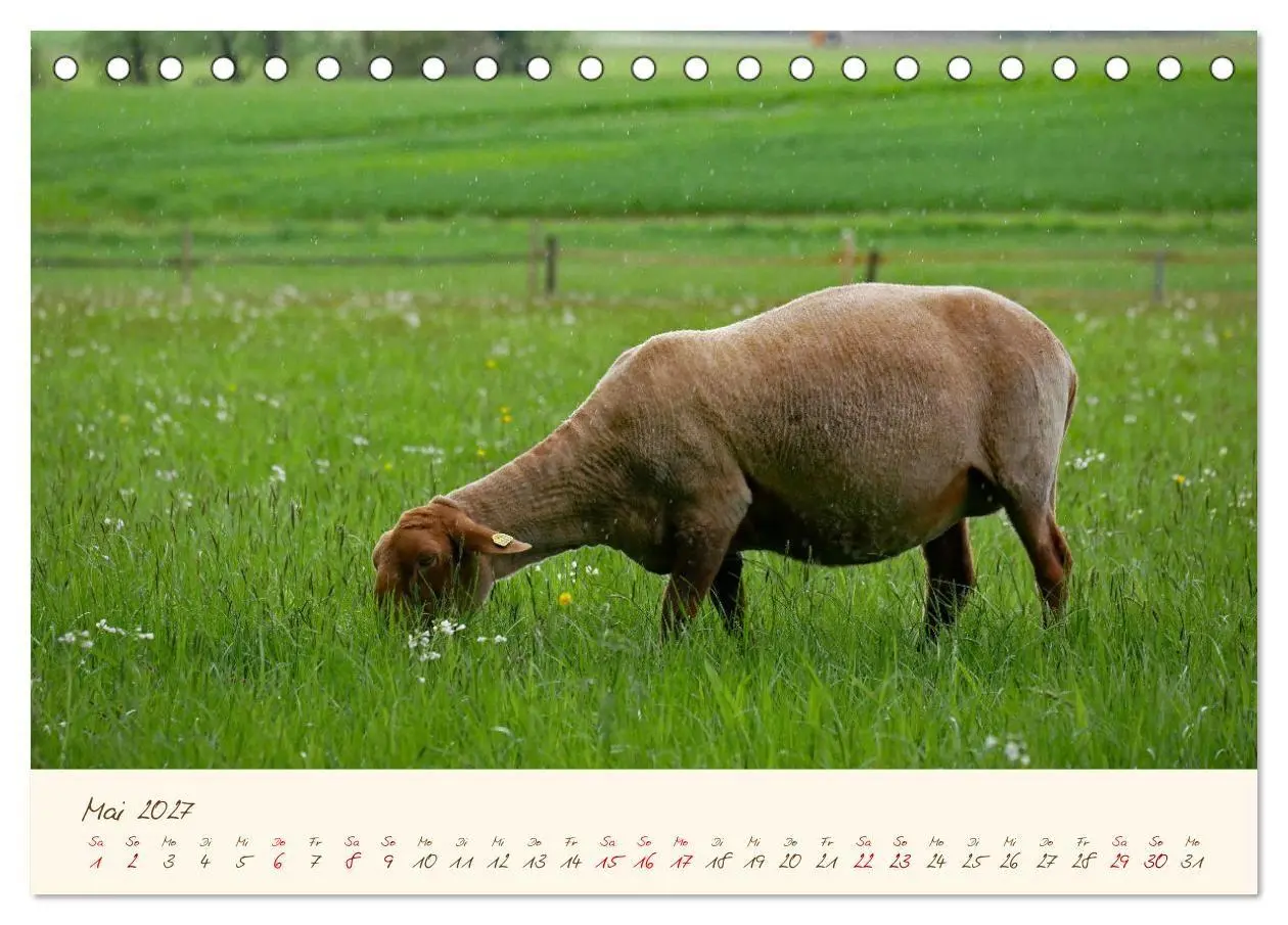 Bild: 9783569600188 | Coburger Fuchsschaf (Tischkalender 2027 DIN A5 quer), CALVENDO...