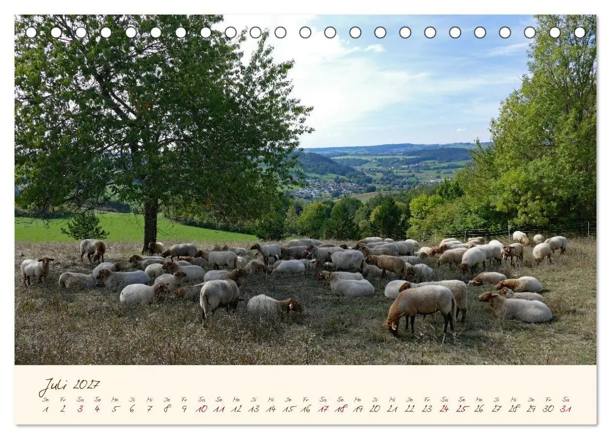 Bild: 9783569600188 | Coburger Fuchsschaf (Tischkalender 2027 DIN A5 quer), CALVENDO...