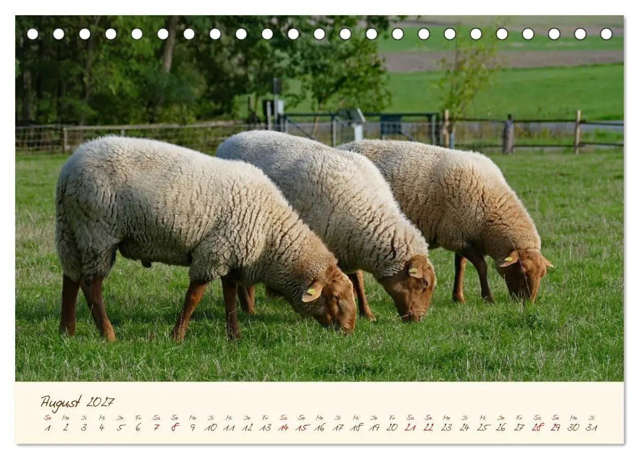 Bild: 9783569600188 | Coburger Fuchsschaf (Tischkalender 2027 DIN A5 quer), CALVENDO...