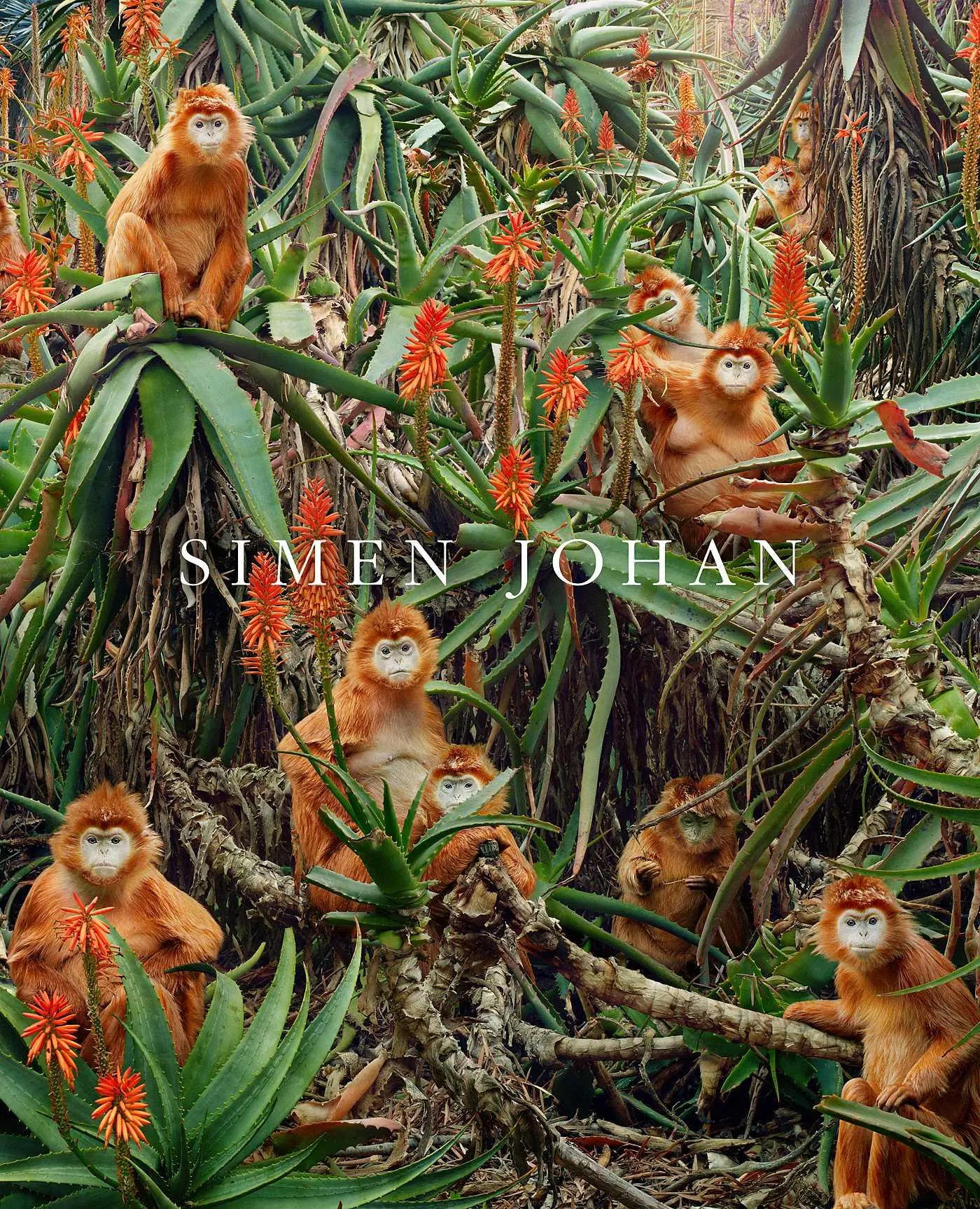 Cover: 9781648230288 | Simen Johan | Simen Johan | Buch | Gebunden | Englisch | 2023