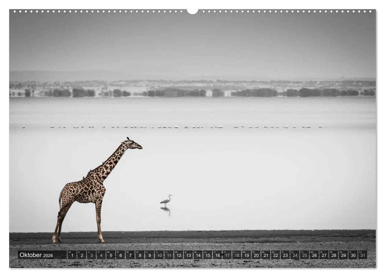 Bild: 9783457870488 | spotlight tansania (Wandkalender 2026 DIN A2 quer), CALVENDO...