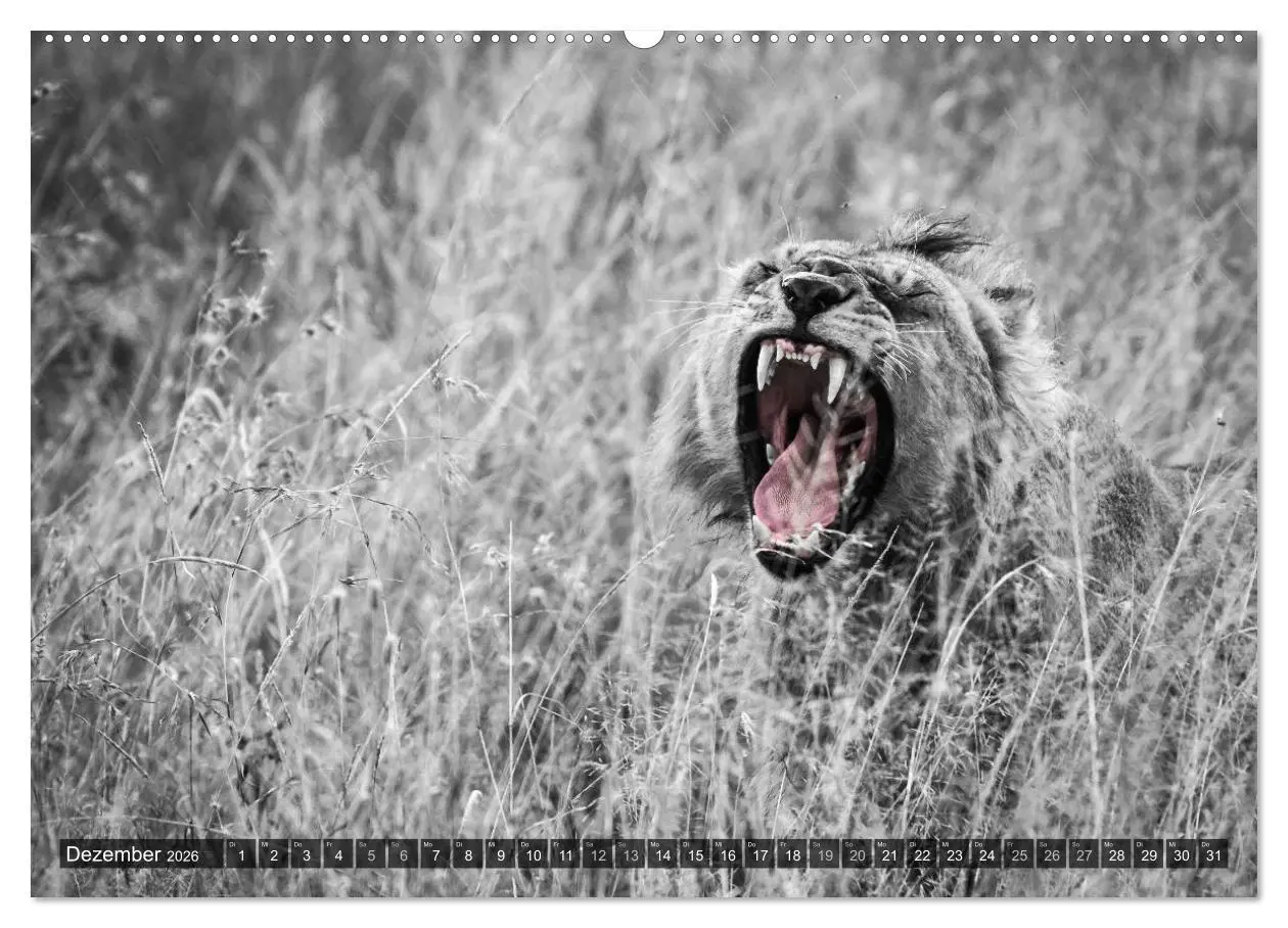 Bild: 9783457870488 | spotlight tansania (Wandkalender 2026 DIN A2 quer), CALVENDO...