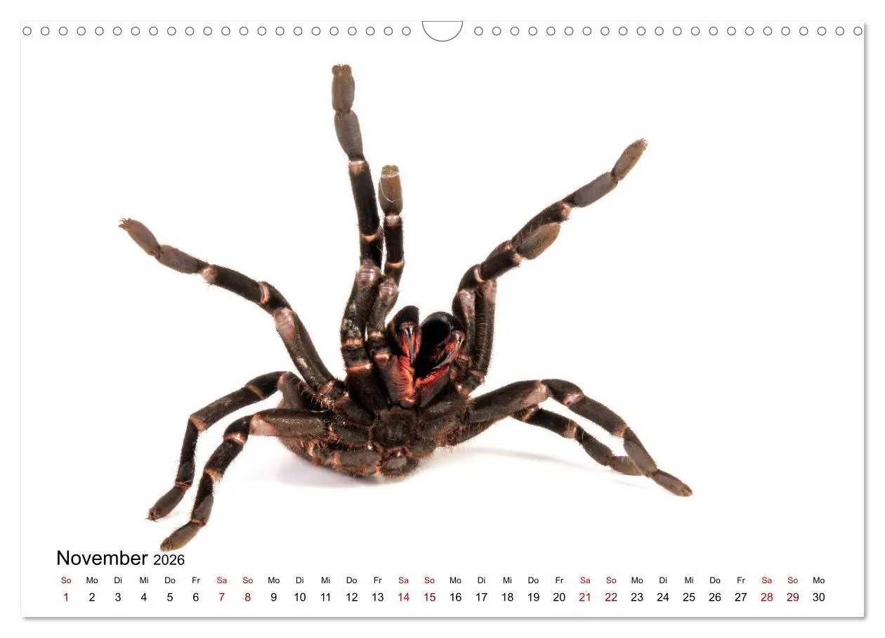 Bild: 9783457930588 | WIRBELLOS (Wandkalender 2026 DIN A3 quer), CALVENDO Monatskalender