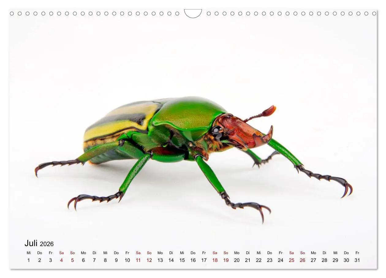 Bild: 9783457930588 | WIRBELLOS (Wandkalender 2026 DIN A3 quer), CALVENDO Monatskalender