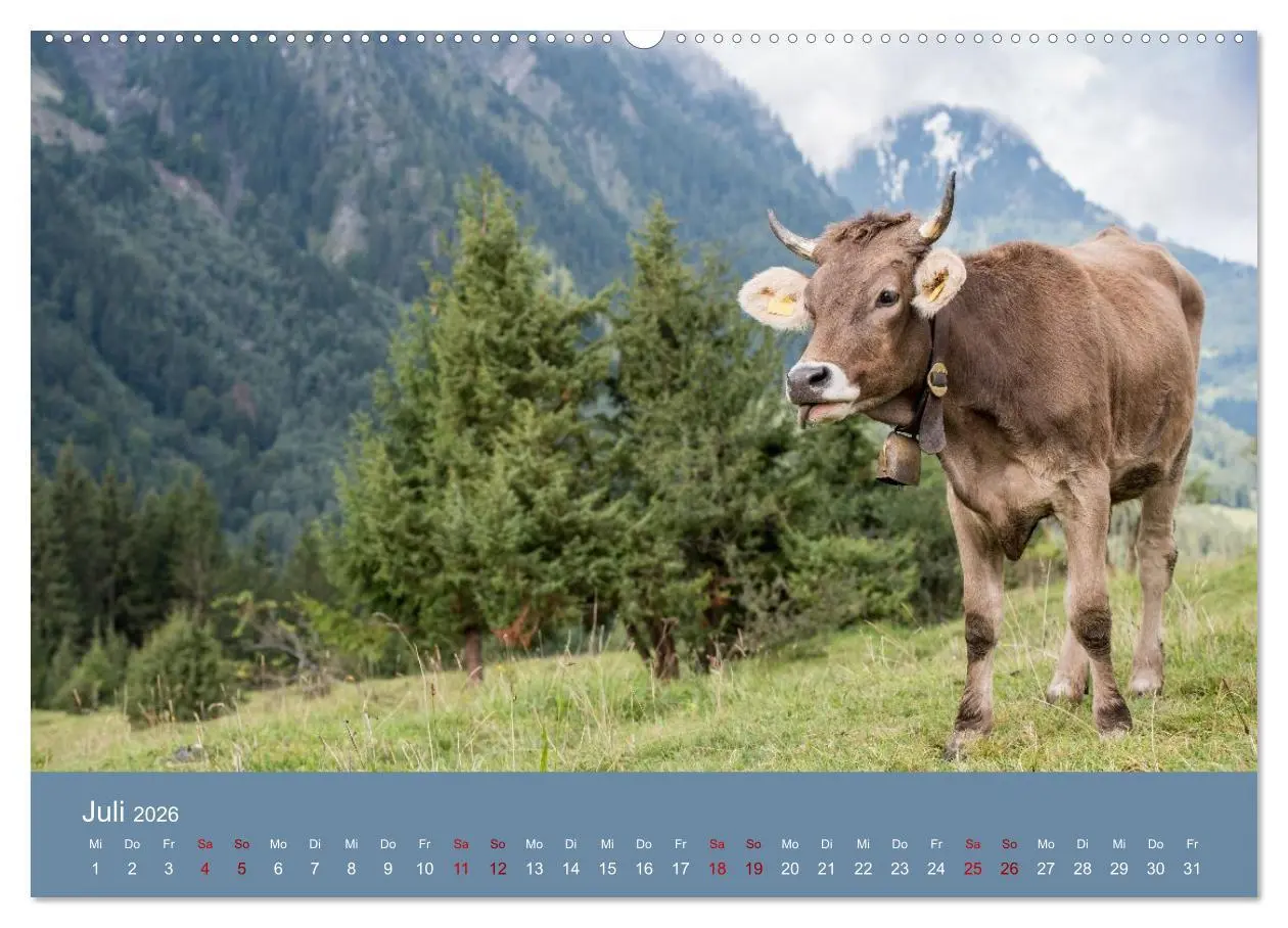 Bild: 9783457300688 | Allgäuer Rindvieh 2026 (hochwertiger Premium Wandkalender 2026 DIN...