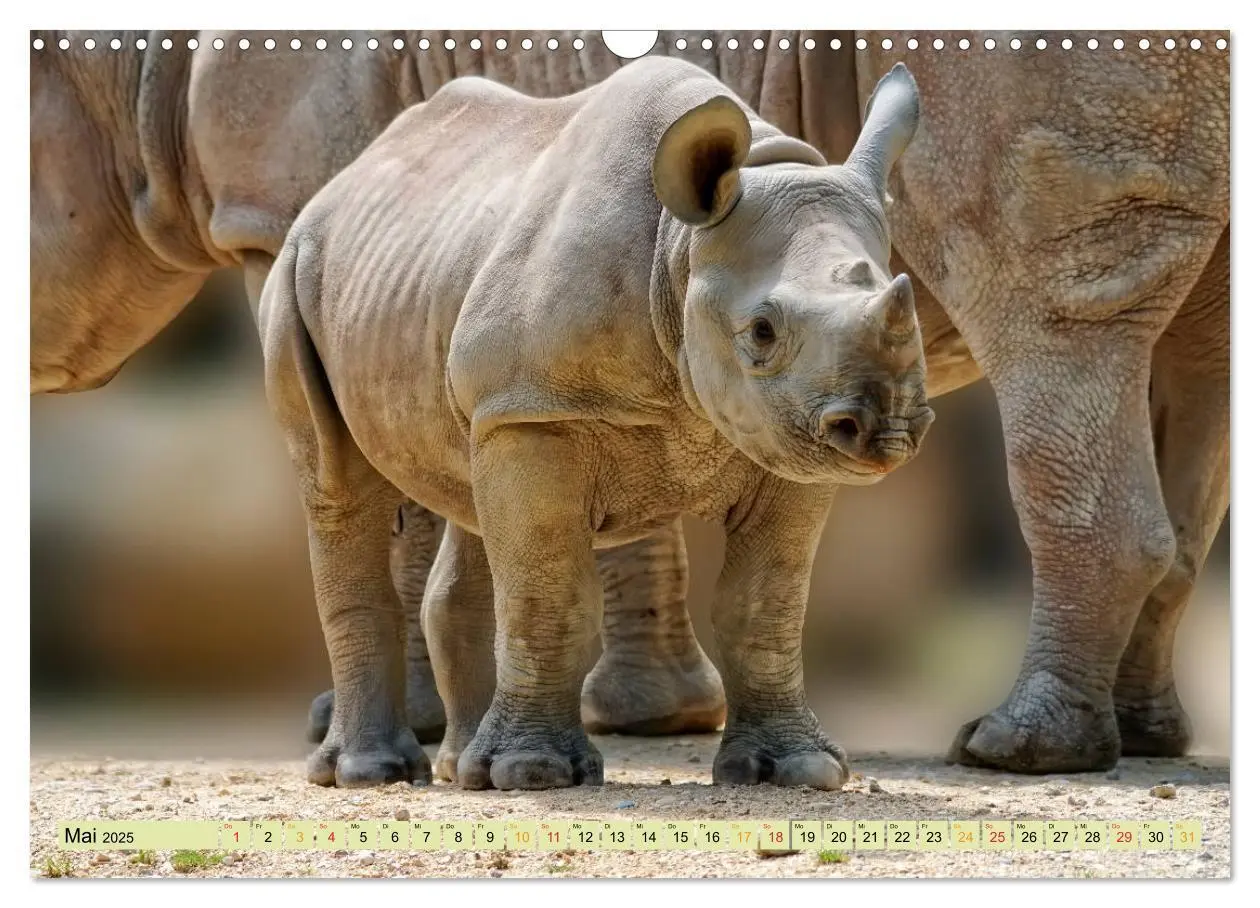 Bild: 9783435370788 | Bedrohte Tierart - Nashorn (Wandkalender 2025 DIN A3 quer),...