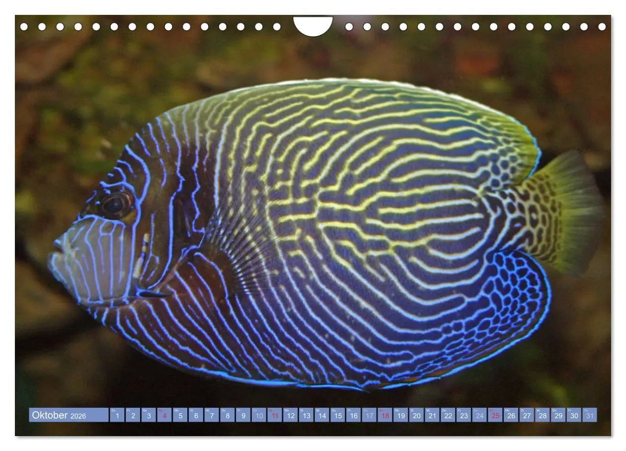 Bild: 9783516160888 | Bunte Welt der Fische (Wandkalender 2026 DIN A4 quer), CALVENDO...