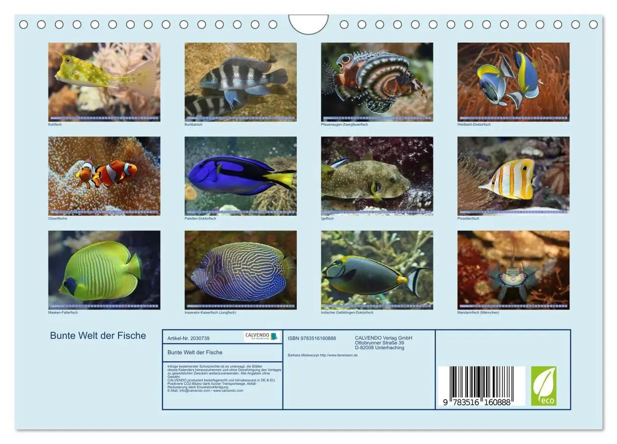 Bild: 9783516160888 | Bunte Welt der Fische (Wandkalender 2026 DIN A4 quer), CALVENDO...