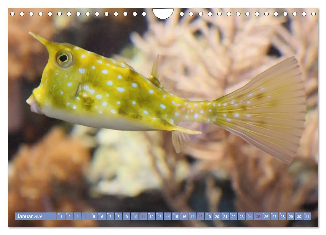 Bild: 9783516160888 | Bunte Welt der Fische (Wandkalender 2026 DIN A4 quer), CALVENDO...
