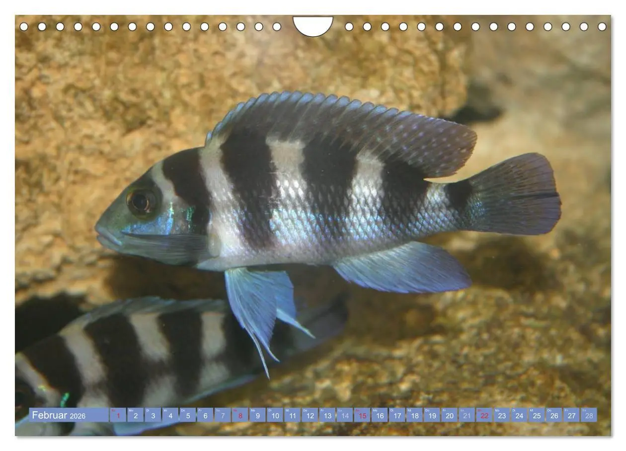 Bild: 9783516160888 | Bunte Welt der Fische (Wandkalender 2026 DIN A4 quer), CALVENDO...