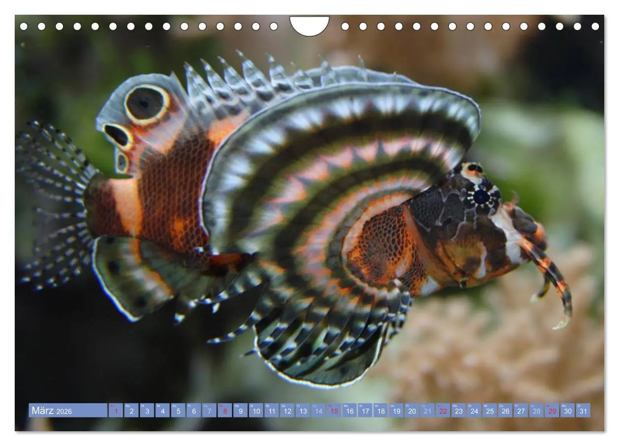 Bild: 9783516160888 | Bunte Welt der Fische (Wandkalender 2026 DIN A4 quer), CALVENDO...