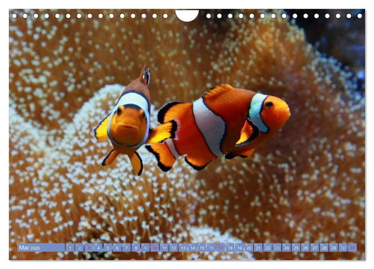 Bild: 9783516160888 | Bunte Welt der Fische (Wandkalender 2026 DIN A4 quer), CALVENDO...