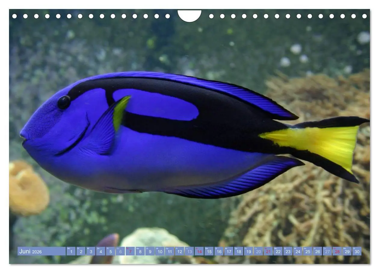 Bild: 9783516160888 | Bunte Welt der Fische (Wandkalender 2026 DIN A4 quer), CALVENDO...