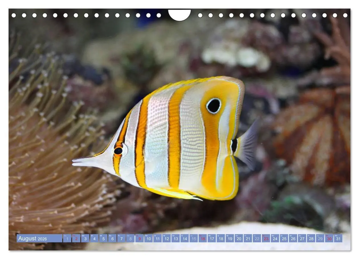 Bild: 9783516160888 | Bunte Welt der Fische (Wandkalender 2026 DIN A4 quer), CALVENDO...