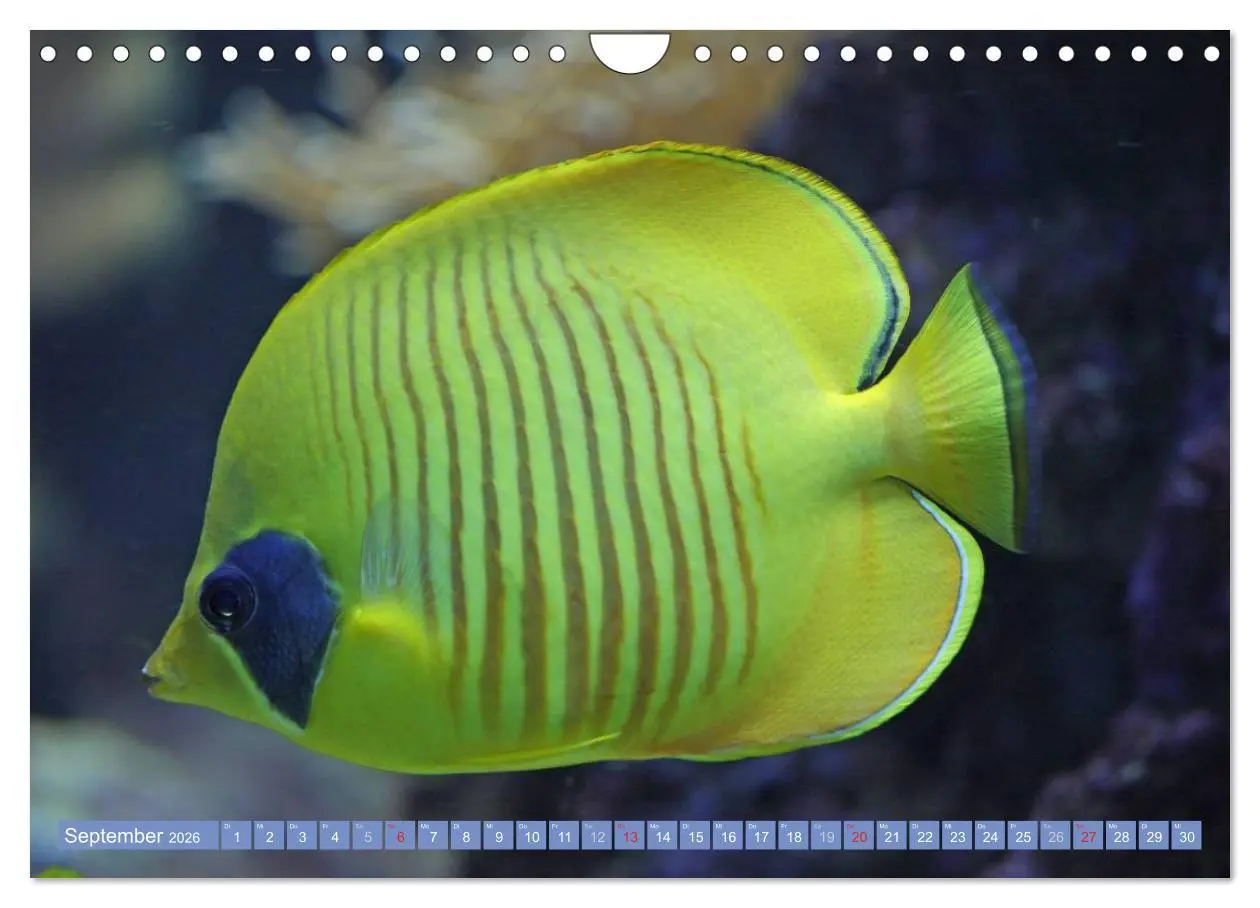 Bild: 9783516160888 | Bunte Welt der Fische (Wandkalender 2026 DIN A4 quer), CALVENDO...